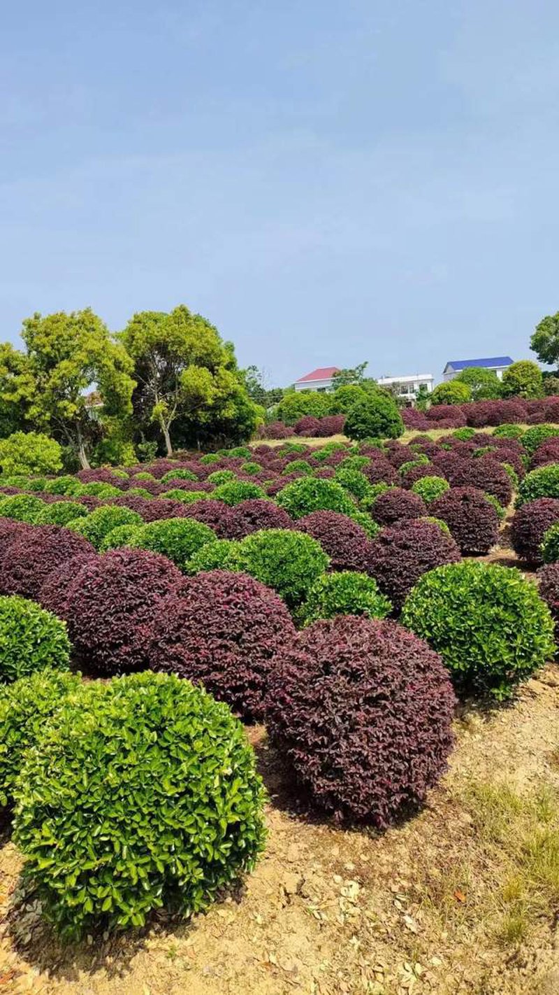 苗木批发:把握季节与市场的双重机遇