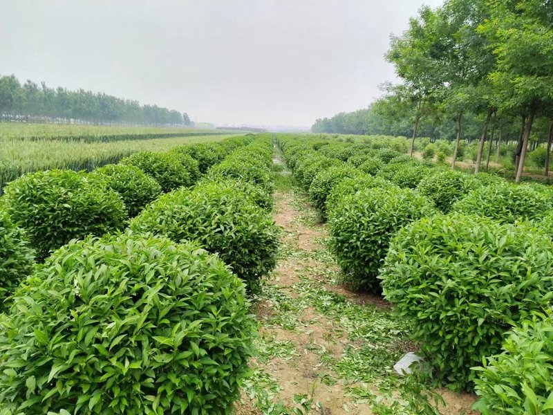 工程苗木行业动态:绿色革命如何重塑城市面貌